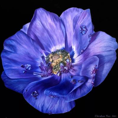 Fransk anemone